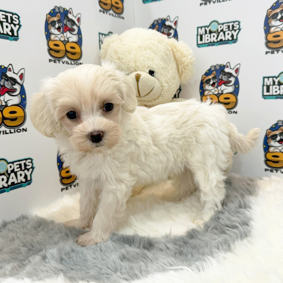 Maltipoo Puppy (Female) For Sale