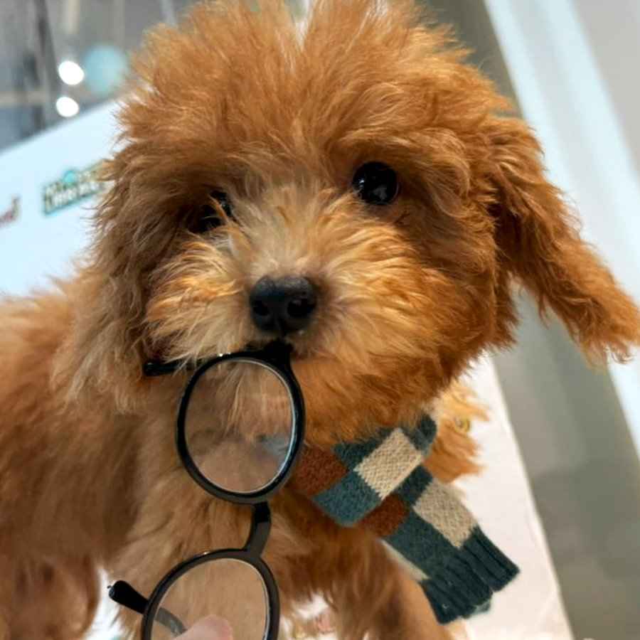 Maltipoo Puppy (Male) For Sale