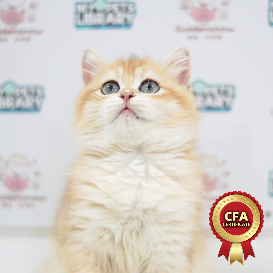 CFA British Shorthair Kitten (Male) For Sale