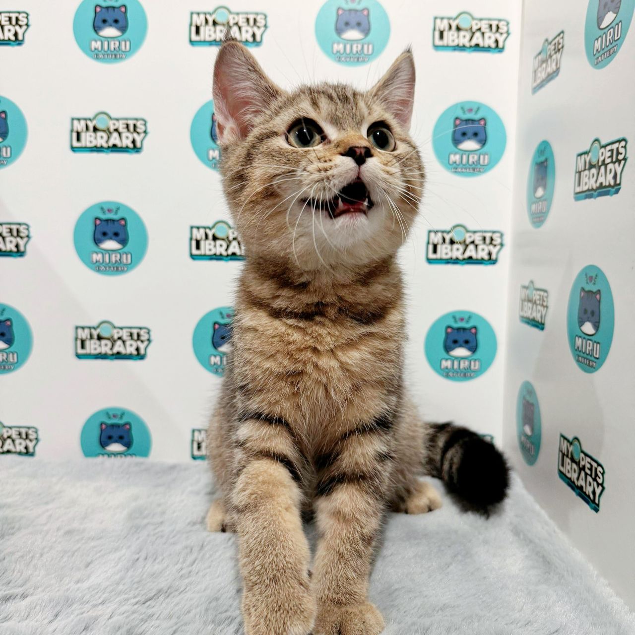 British Shorthair Kitten (Male) For Sale