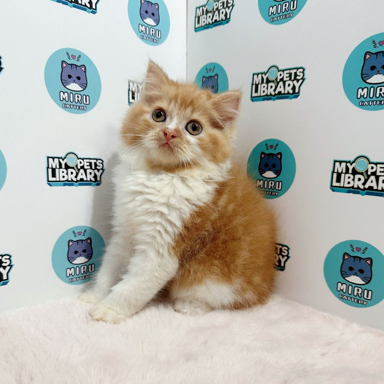 Persian Kitten (Male) For Sale