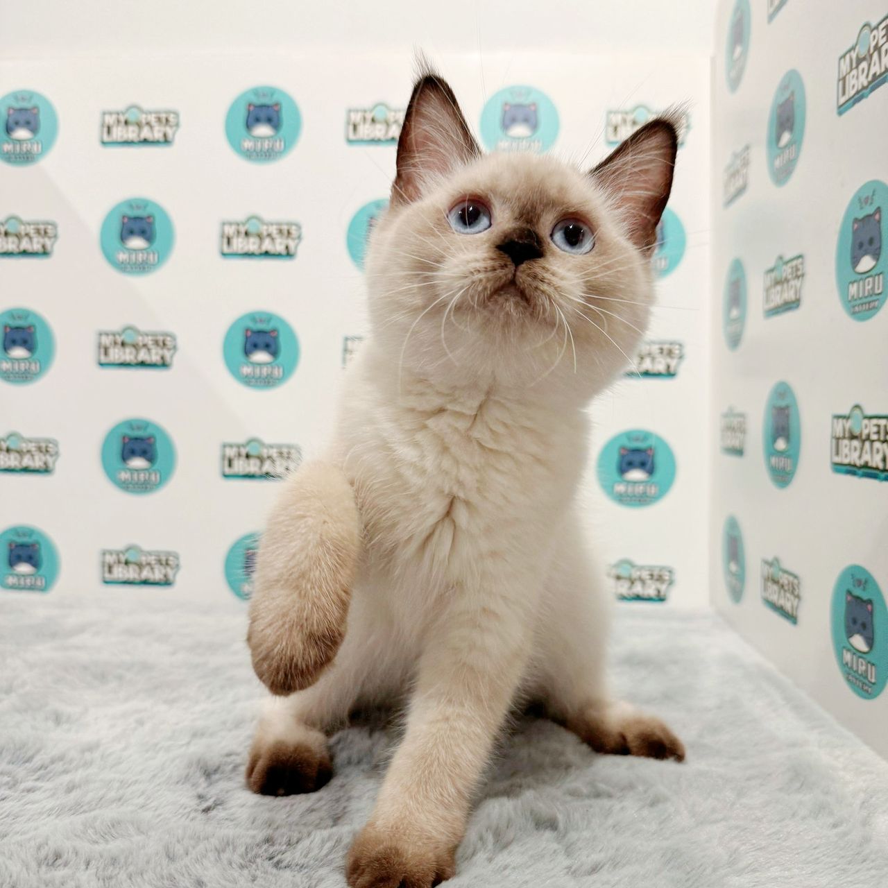 British Shorthair Kitten (Female) For Sale