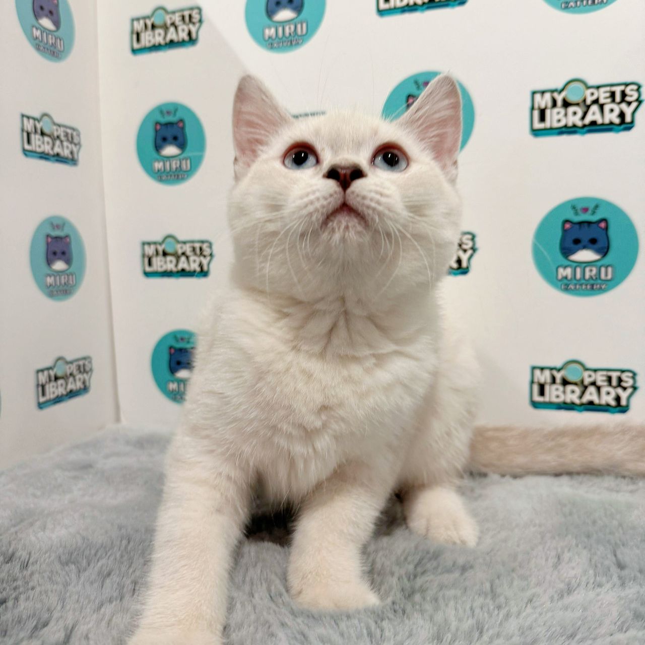 British Shorthair Kitten (Female) For Sale