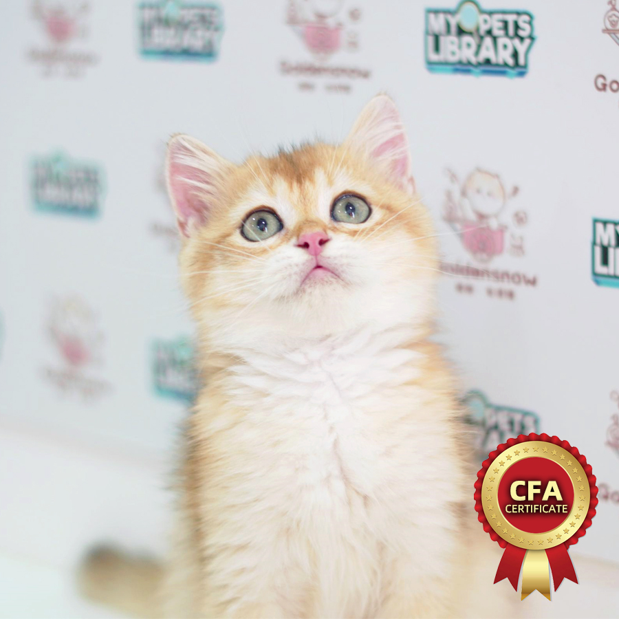 CFA British Shorthair Kitten (Male) For Sale