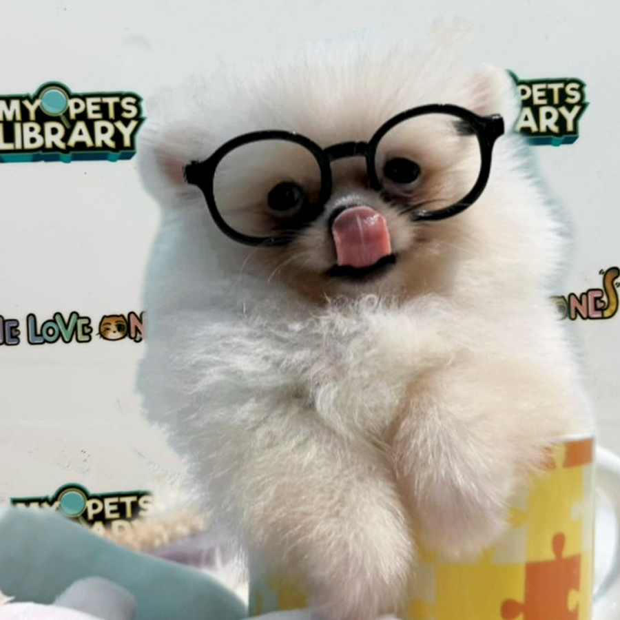 Teacup Pomeranian Puppy (Male) For Sale