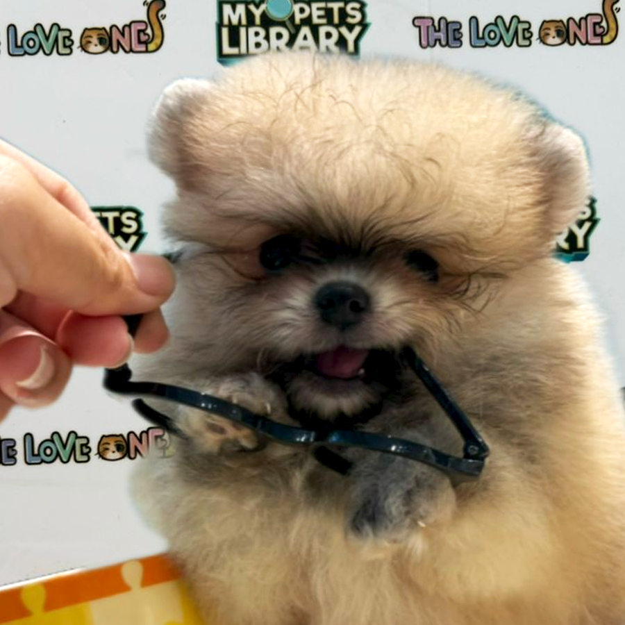 Teacup Pomeranian Puppy (Male) For Sale