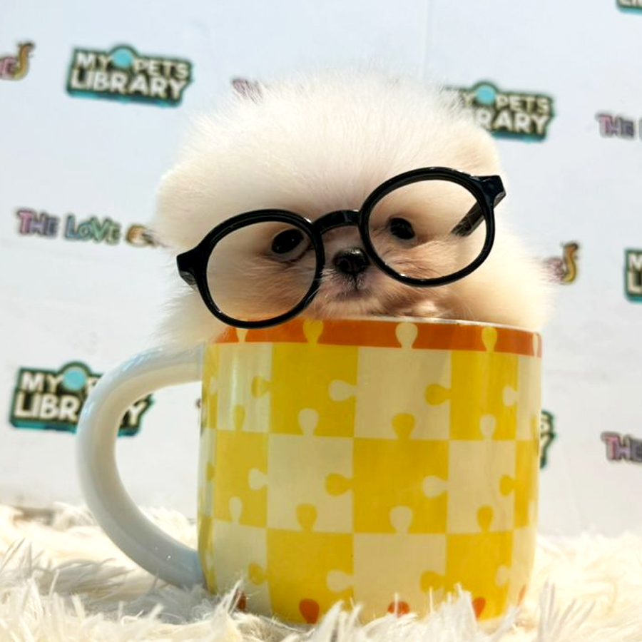 Teacup Pomeranian Puppy (Male) For Sale
