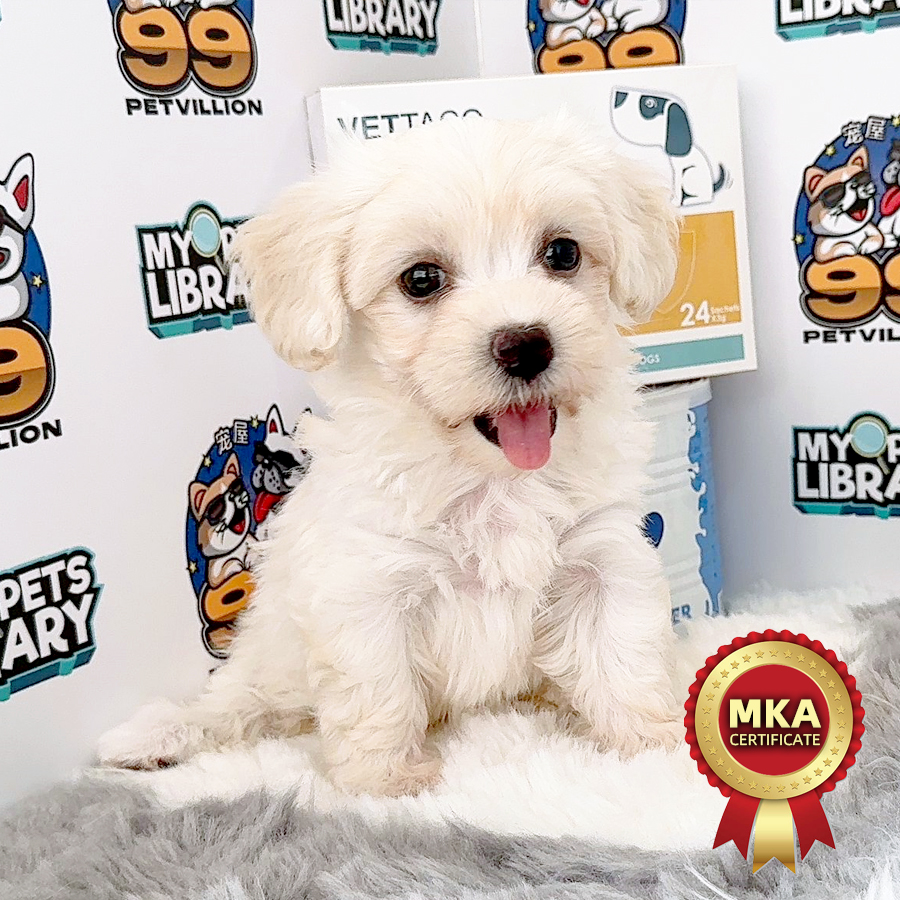 MKA Tiny Maltese Puppy (Female) For Sale