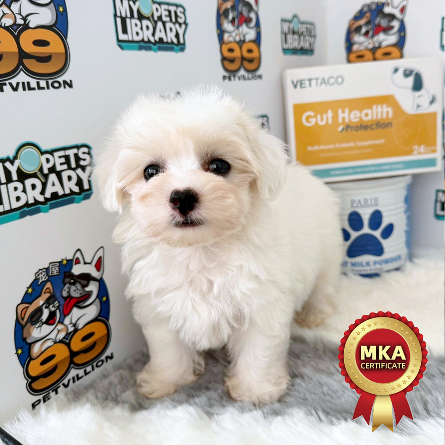 MKA Tiny Maltese Puppy (Female) For Sale