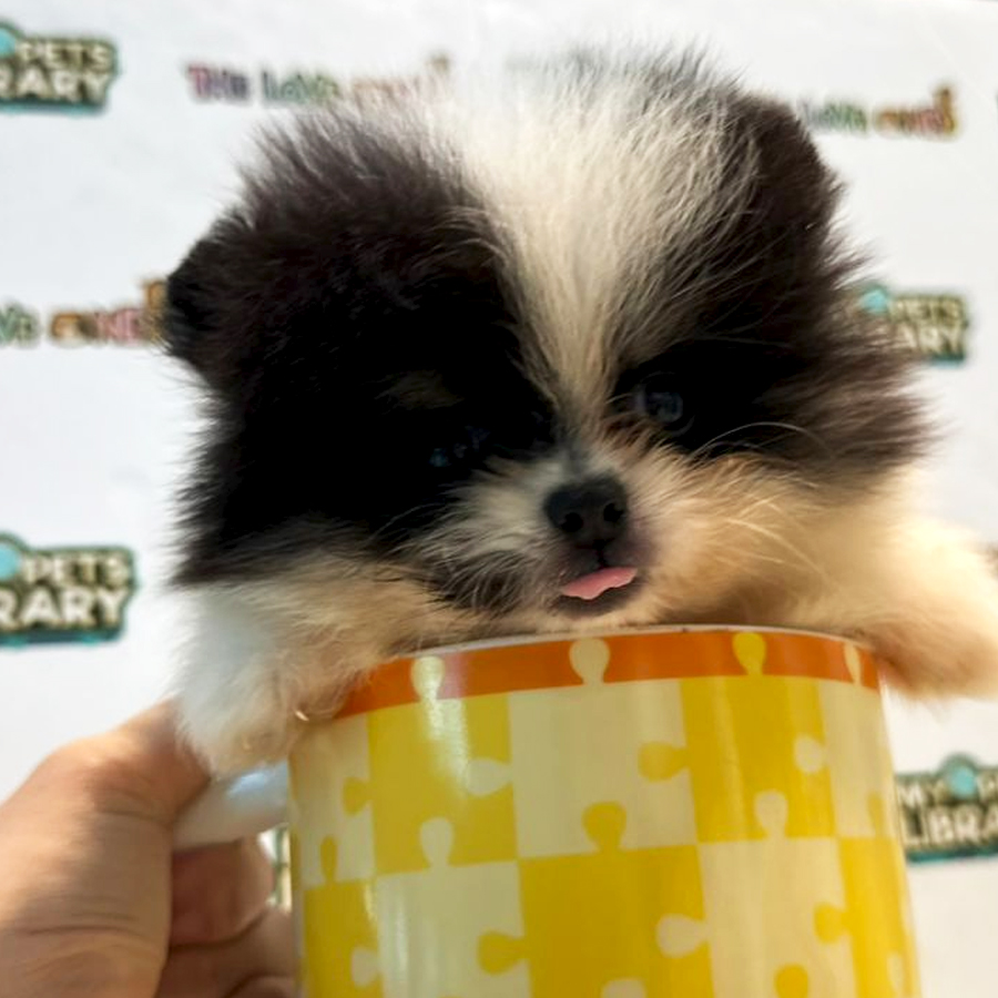 Tiny Teacup Pomeranian Puppy (Male) For Sale