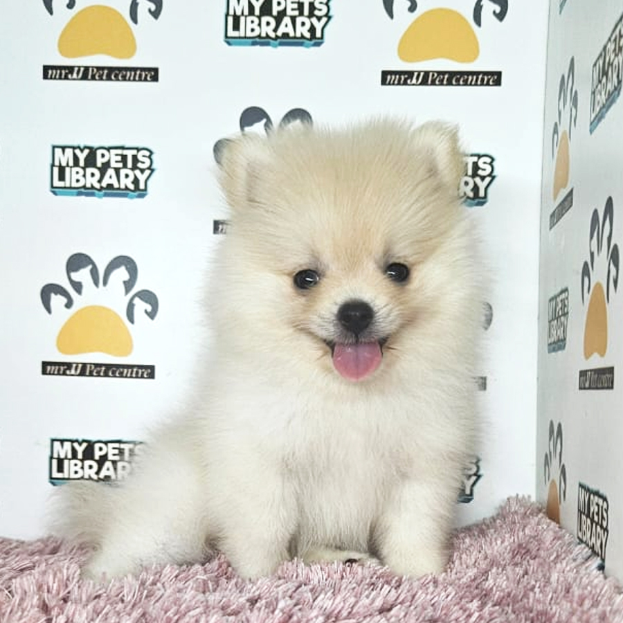 Tiny Pomeranian Puppy (Female) For Sale