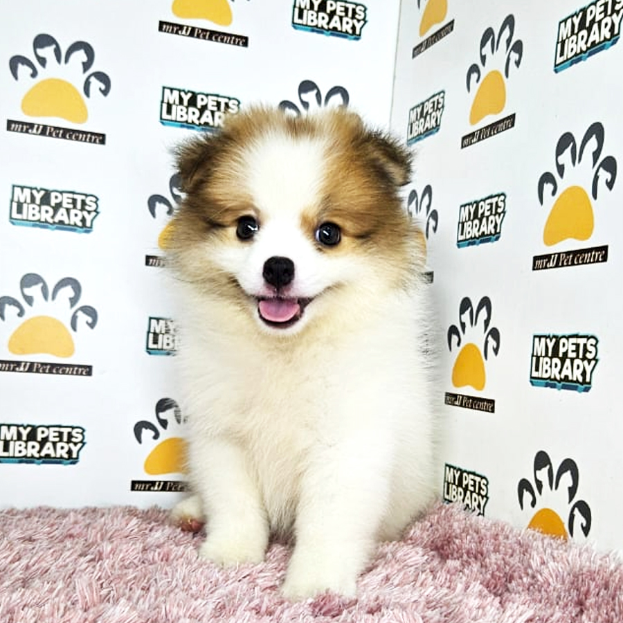 Tiny Pomeranian Puppy (Female) For Sale