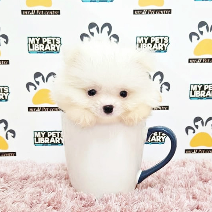 Teacup Pomeranian Puppy (Female) For Sale