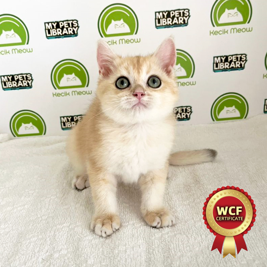 WCF British Shorthair Kitten (Male) For Sale