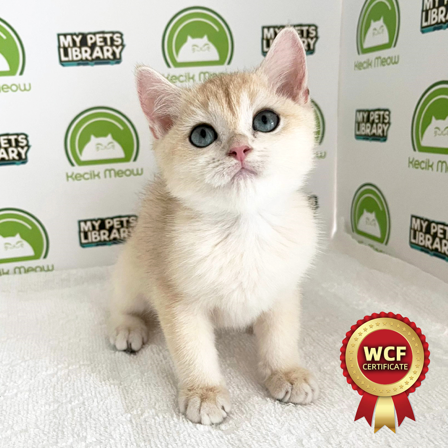 WCF British Shorthair Kitten (Female) For Sale