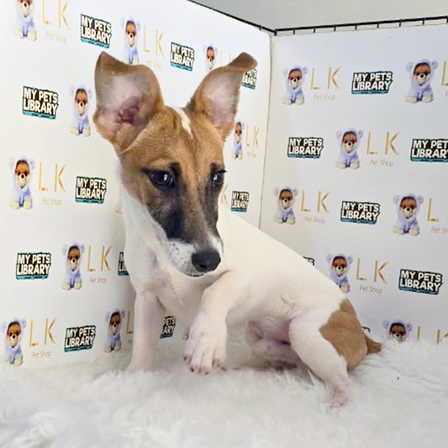 Jack Russell Puppy (Male) For Sale