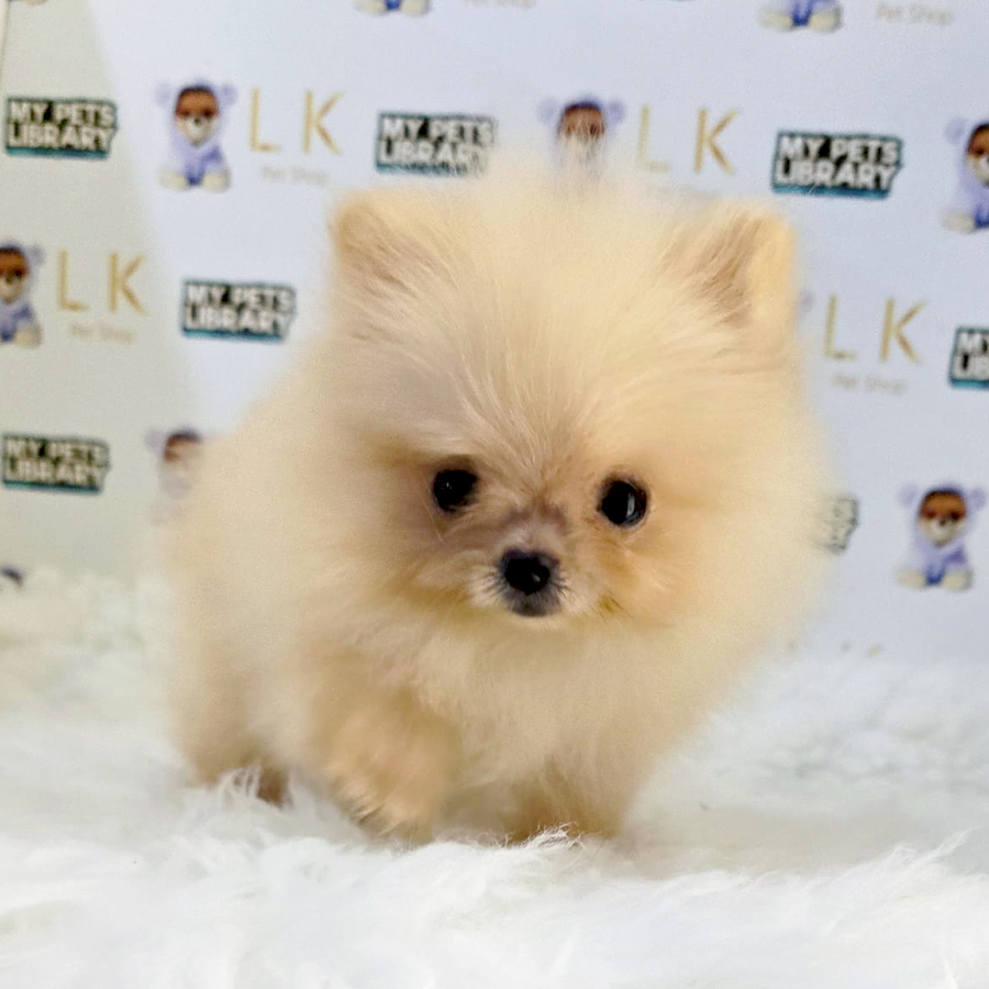 Super Tiny Pomeranian Puppy (Female) For Sale