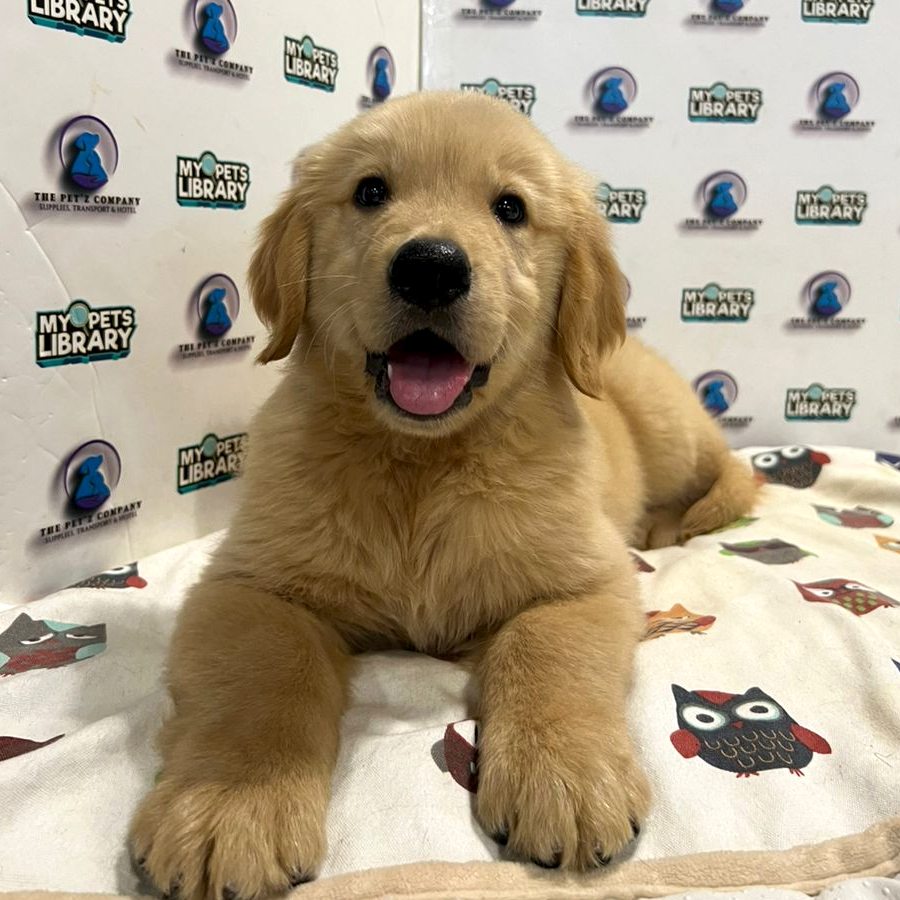Golden Retriever Puppy (Male) For Sale