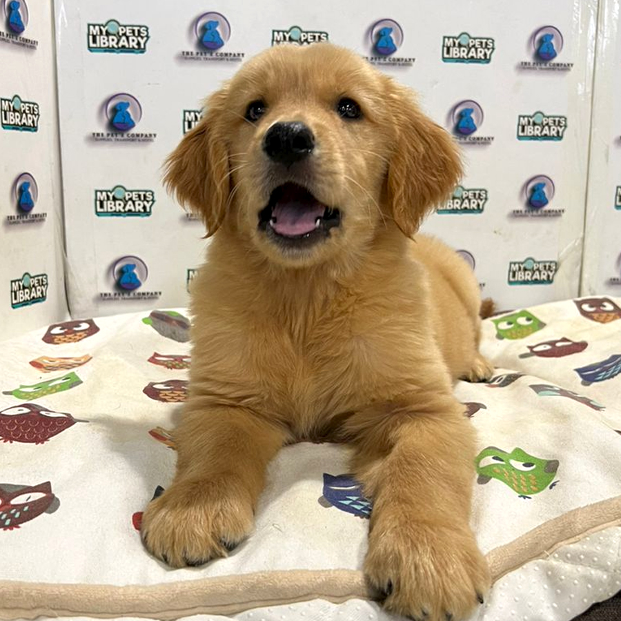 Golden Retriever Puppy (Female) For Sale