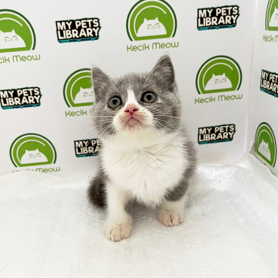 British Shorthair Kitten (Male) For Sale