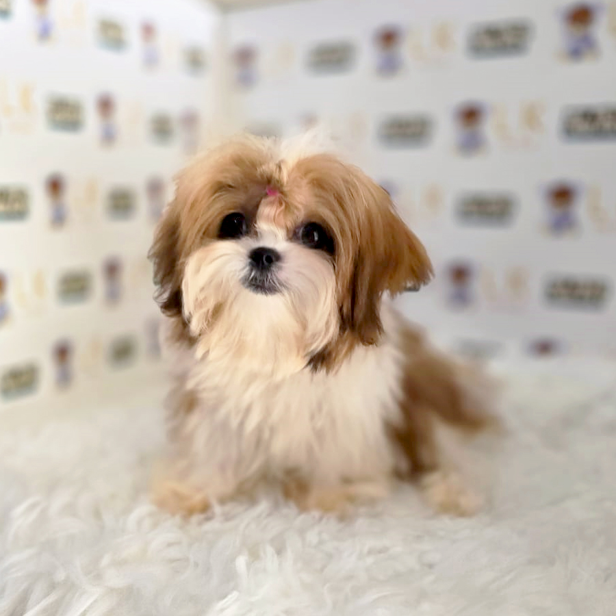 Super Tiny Shih Tzu Puppy (Female) For Sale