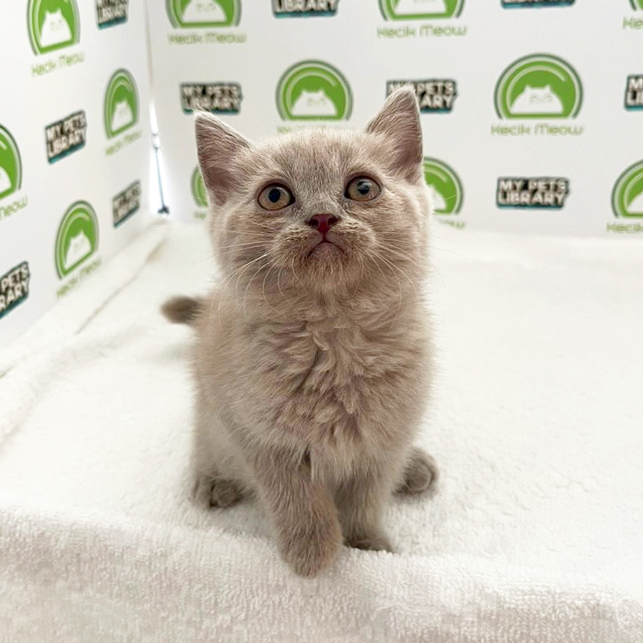 British Shorthair Kitten (Male) For Sale