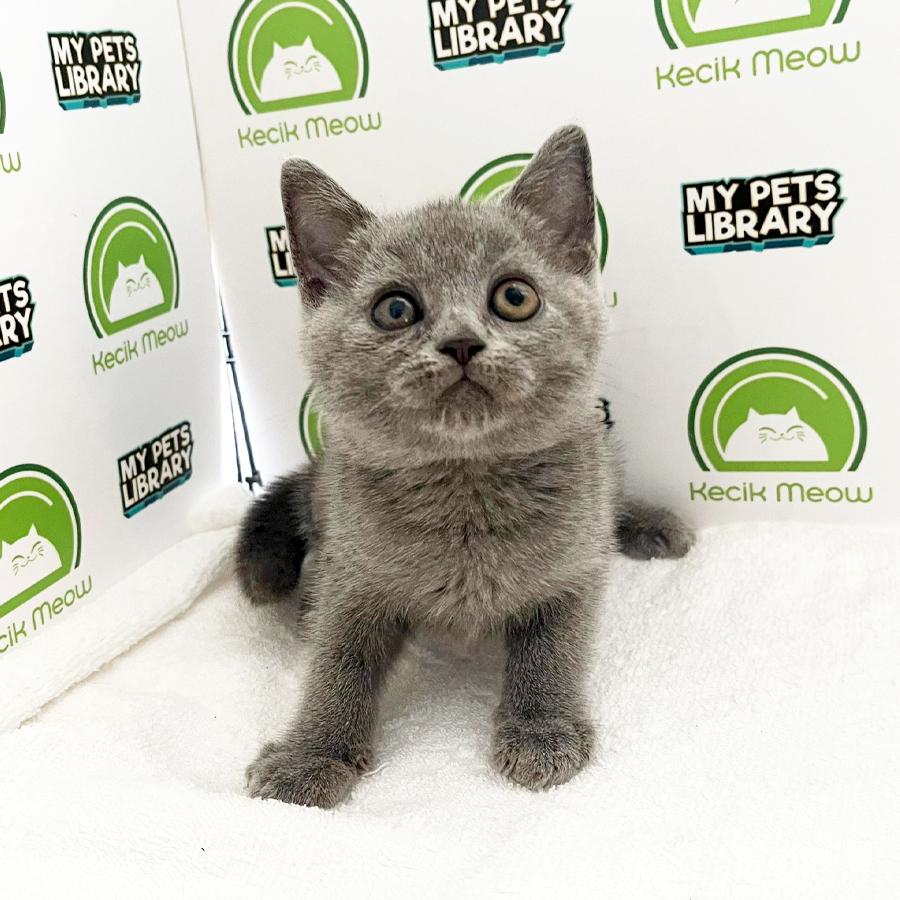 British Shorthair Kitten (Female) For Sale