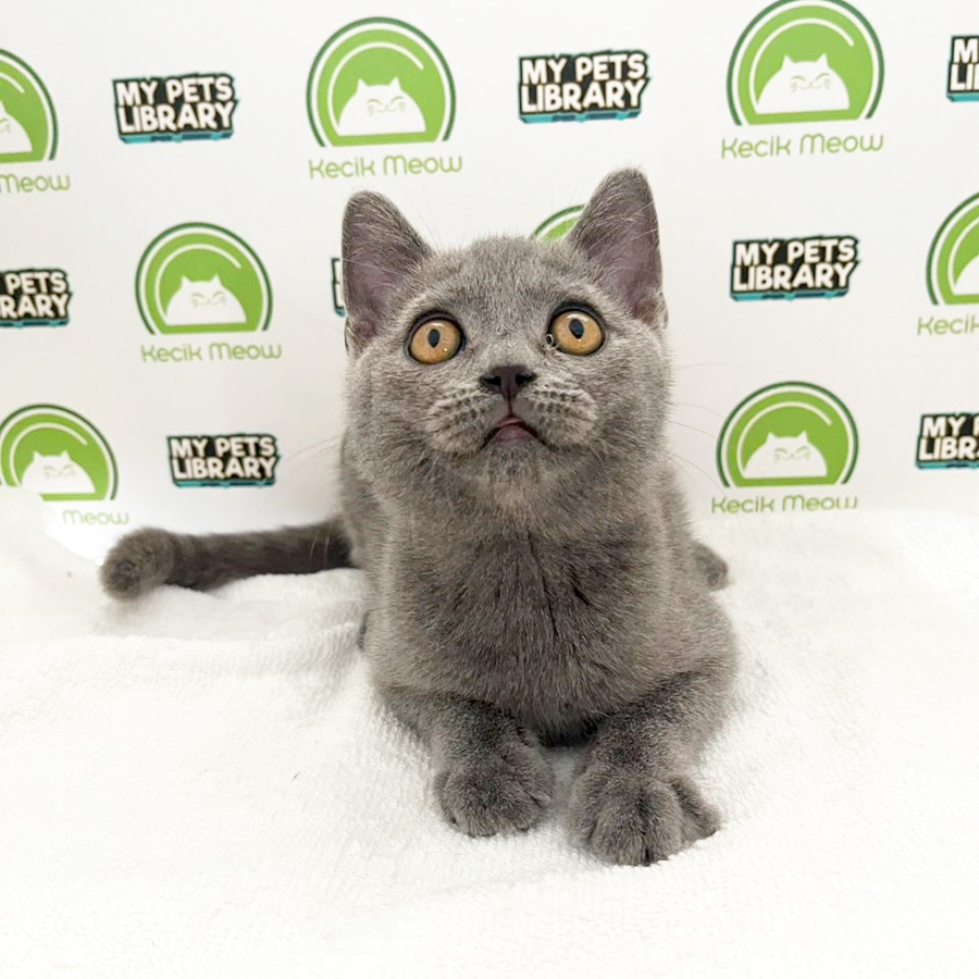 British Shorthair Kitten (Male) For Sale