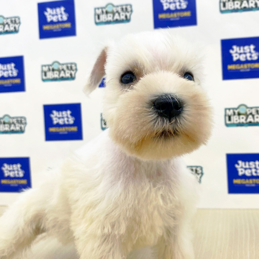 Schnauzer Puppy (Male) For Sale