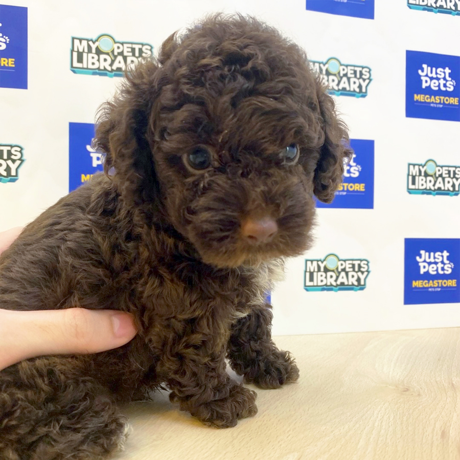 Toy Poodle Puppy (Male) For Sale