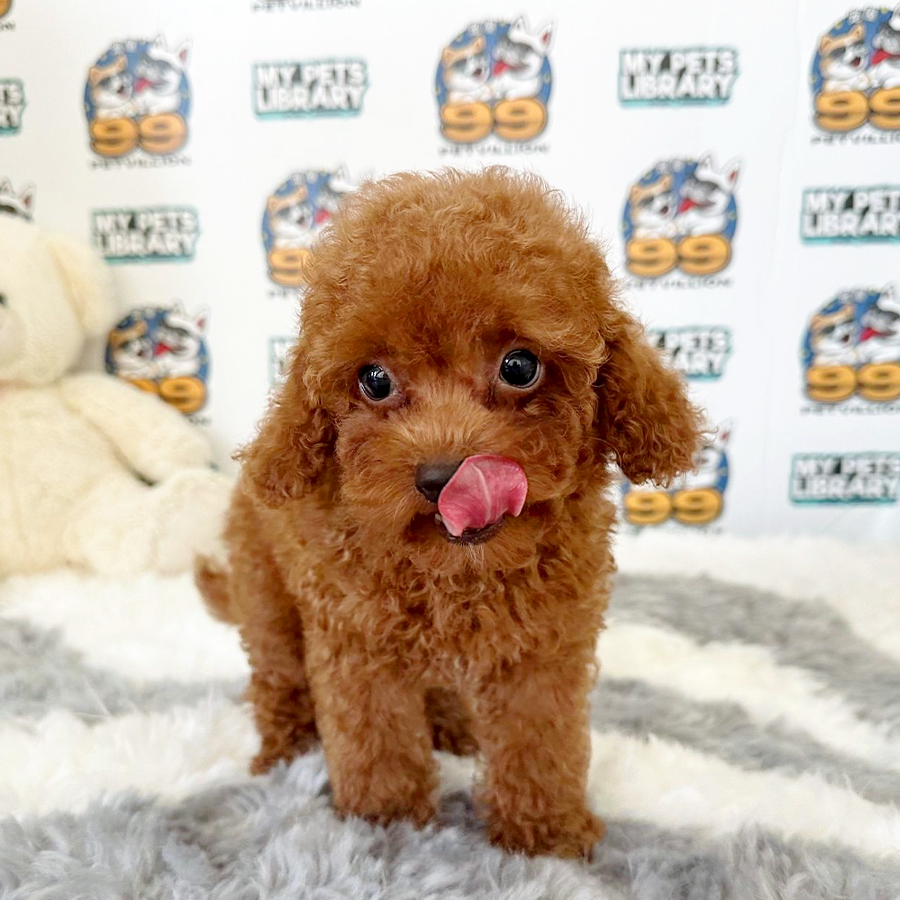 Toy Poodle Puppy (Male) For Sale