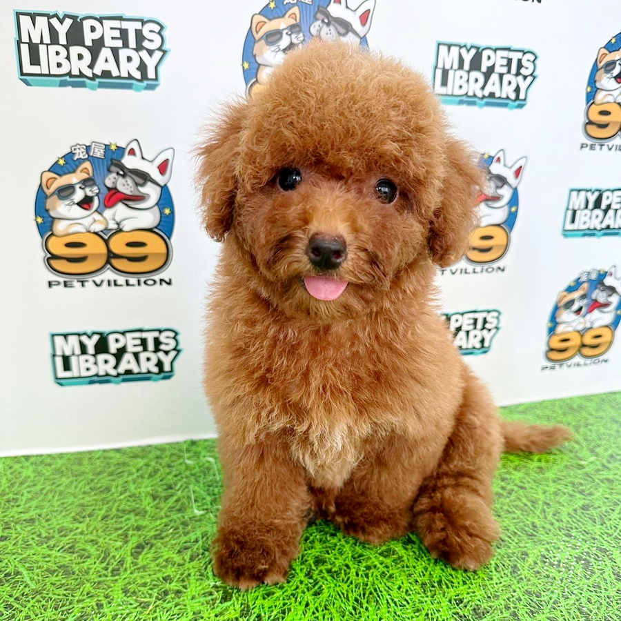 Toy Poodle Puppy (Female) For Sale