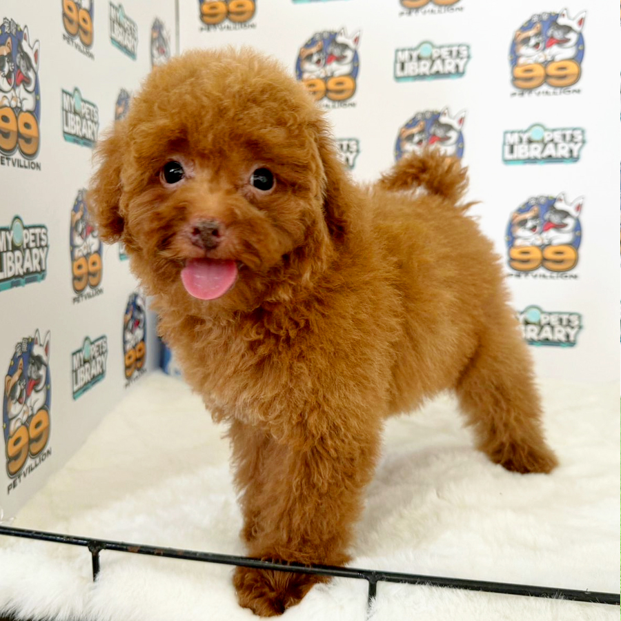 Toy Poodle Puppy (Female) For Sale