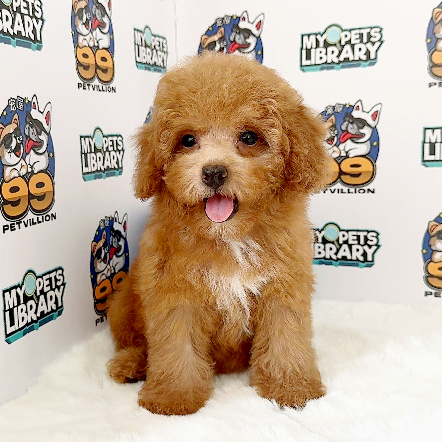 Toy Poodle Puppy (Female) For Sale