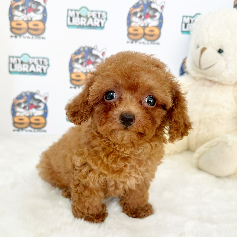 Toy Poodle Puppy (Female) For Sale