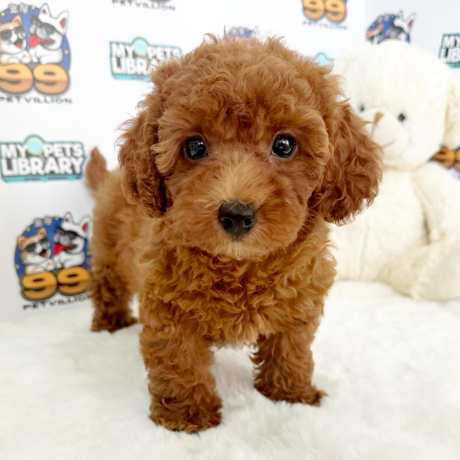 Toy Poodle Puppy (Female) For Sale