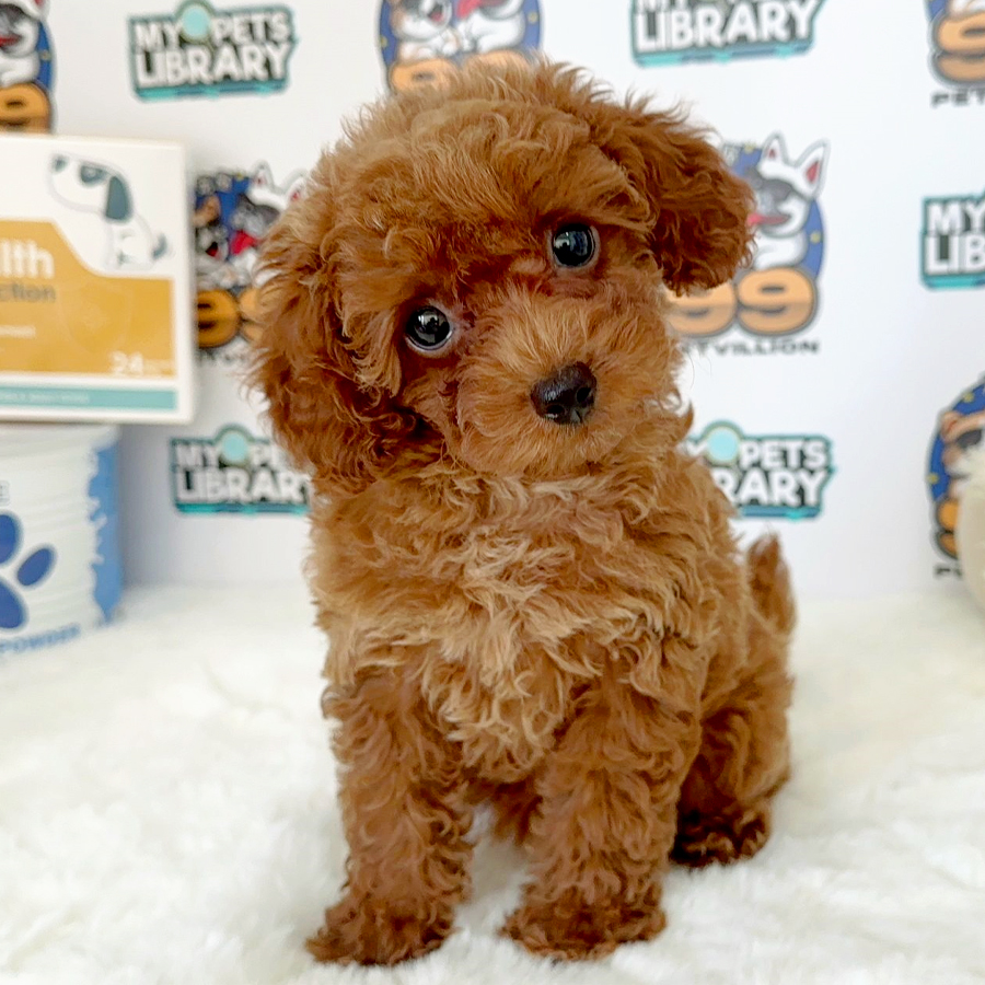 Toy Poodle Puppy (Female) For Sale