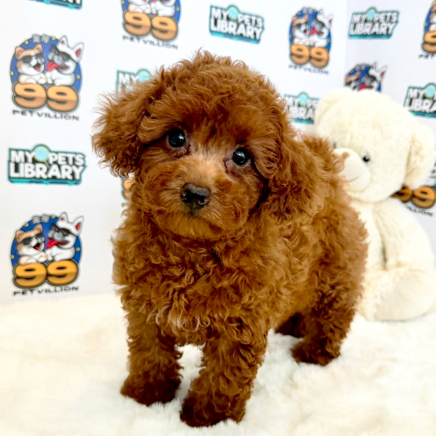 Toy Poodle Puppy (Female) For Sale