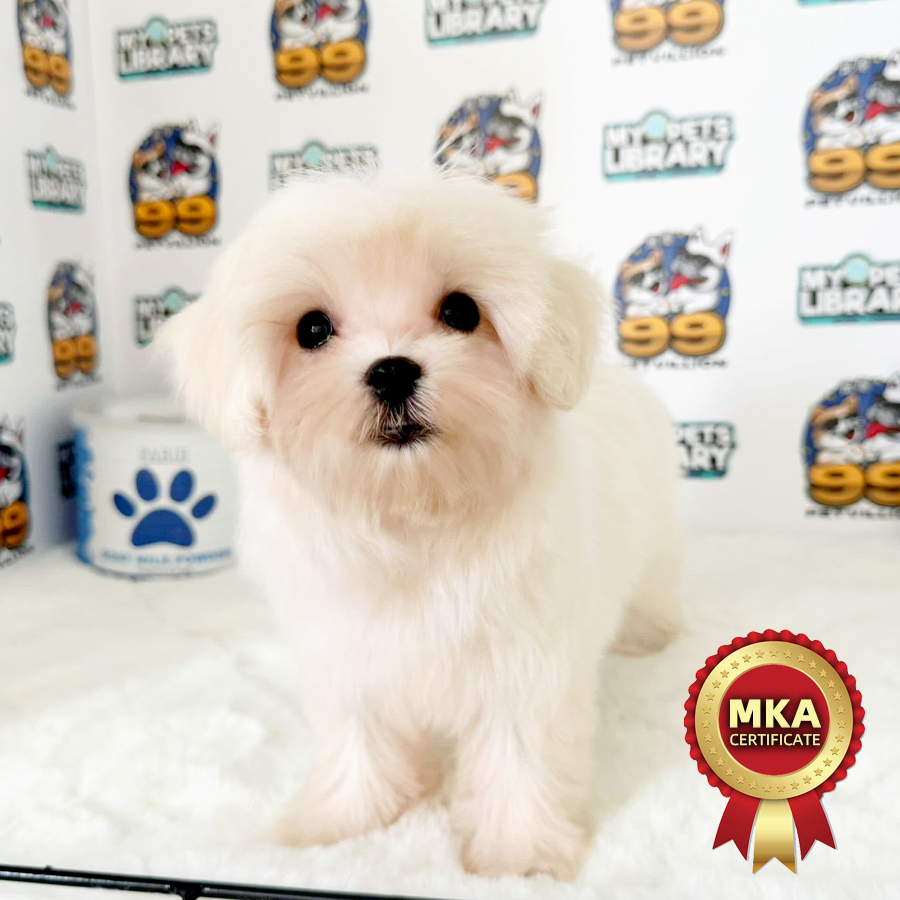 MKA Tiny Maltese Puppy (Female) For Sale