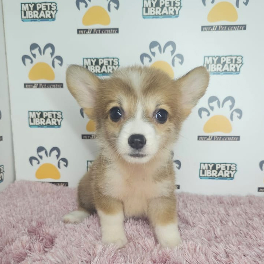 Corgi Puppy (Female) For Sale