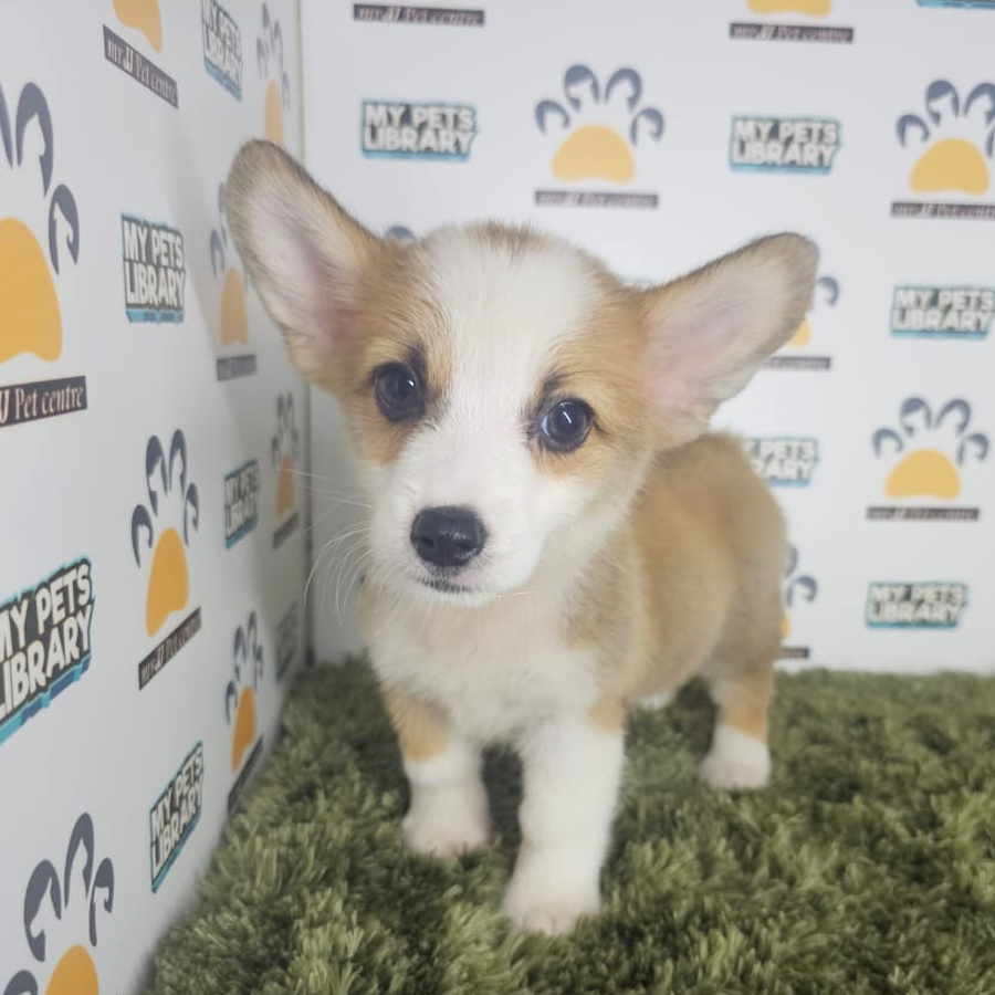 Corgi Puppy (Male) For Sale