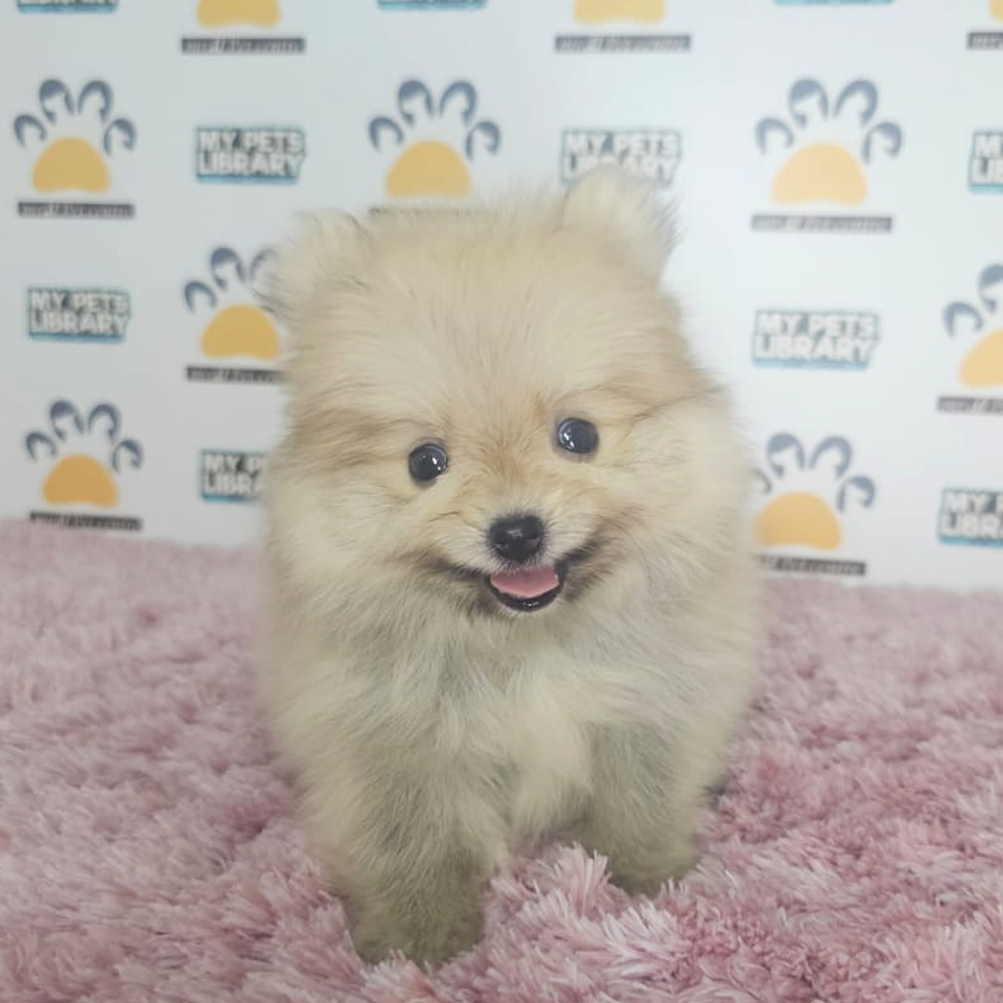 Tiny Pomeranian Puppy (Female) For Sale