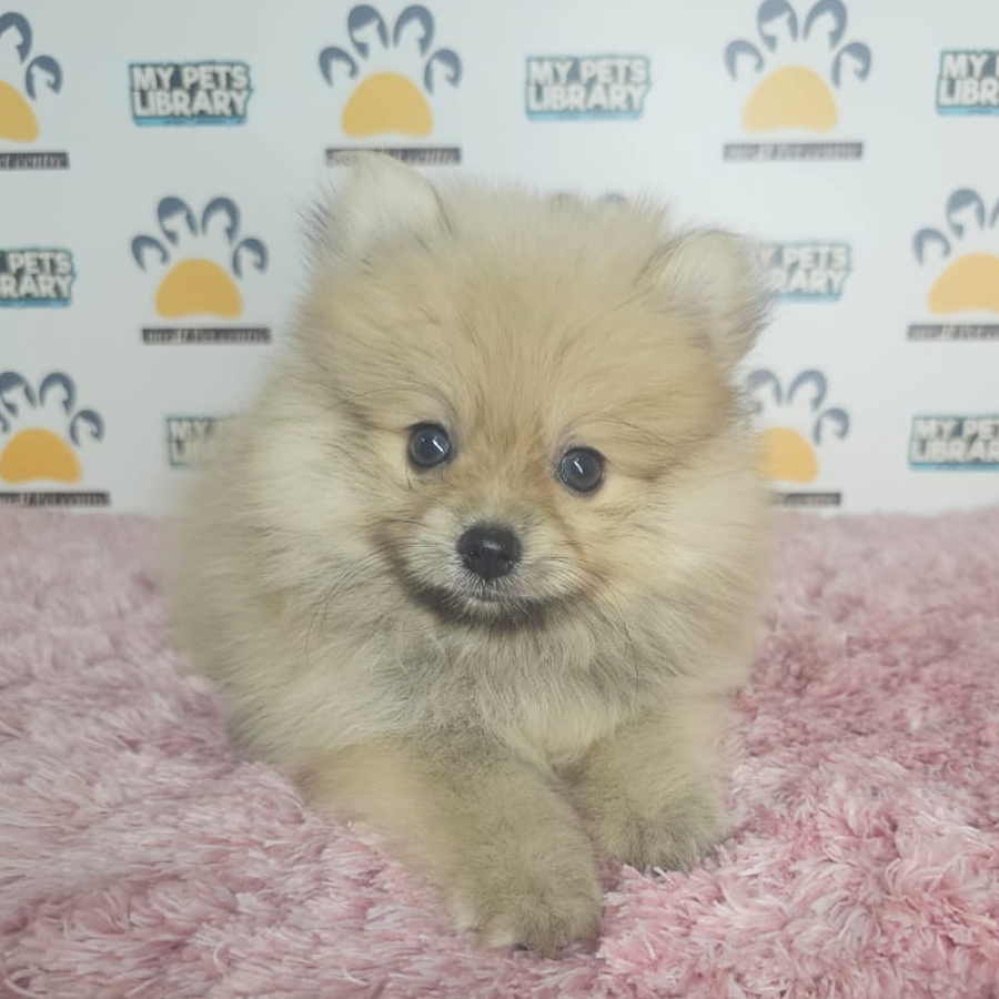 Tiny Pomeranian Puppy (Female) For Sale