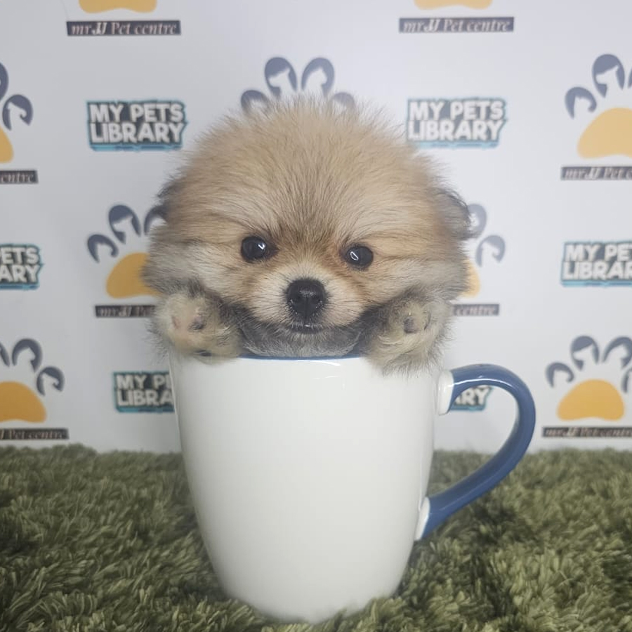 Teacup Pomeranian Puppy (Male) For Sale