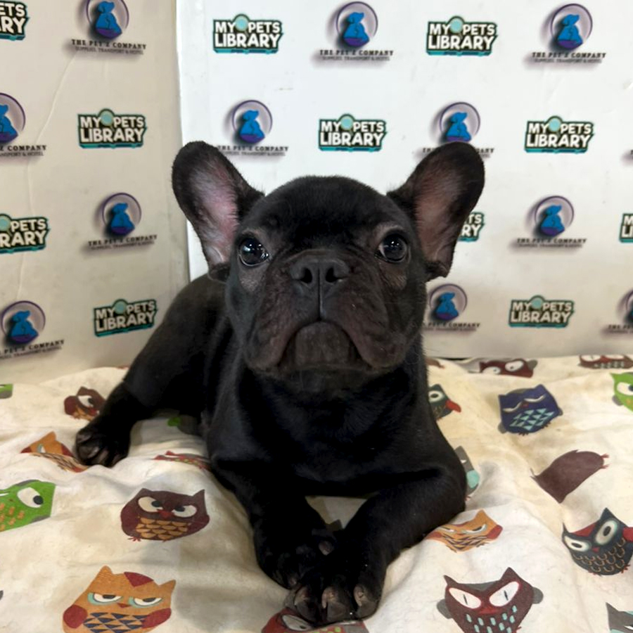 French Bulldog Puppy (Female) For Sale