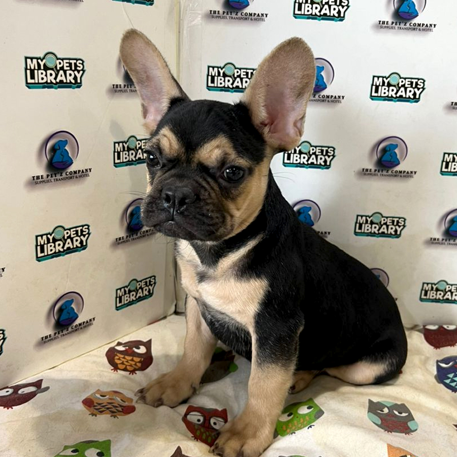 French Bulldog Puppy (Male) For Sale