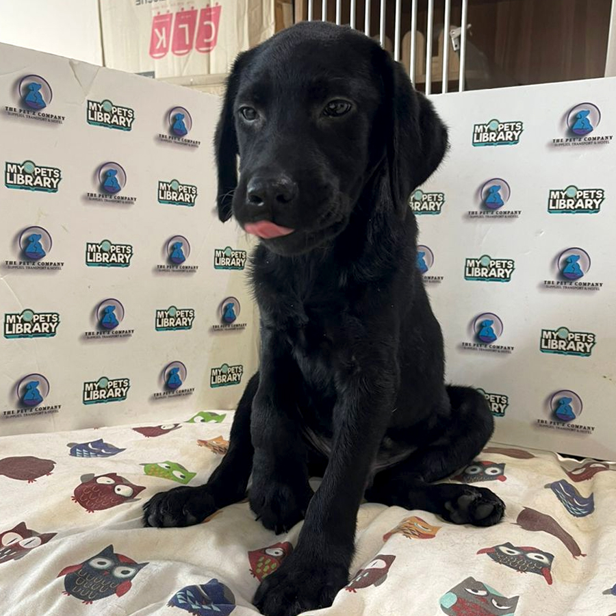 Labrador Puppy (Male) For Sale