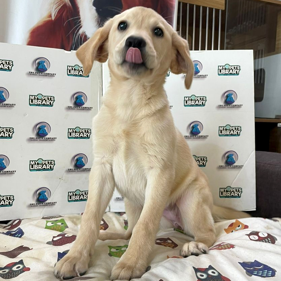 Labrador Puppy (Female) For Sale
