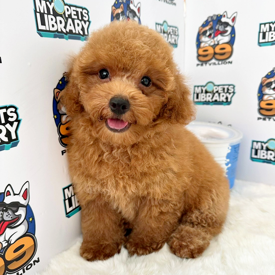 Toy Poodle Puppy (Male) For Sale