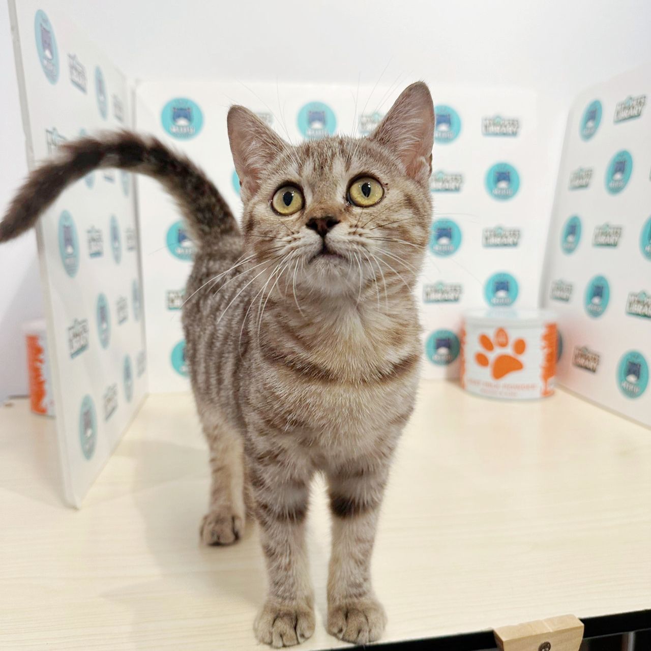 Munchkin British Shorthair Kitten (Female) For Sale